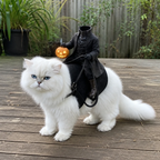 White cat outdoors wearing a black headless rider costume with an orange pumpkin
