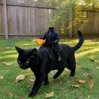 Black cat outdoors wearing a miniature headless rider costume