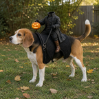 Tricolor beagle outdoors wearing a black headless rider costume with an orange pumpkin