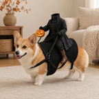 Tan-and-white corgi indoors wearing a black headless rider costume with an orange pumpkin